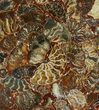 Composite Plate Of Agatized Ammonite Fossils #107214-1
